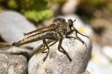 .Gemeine-Raubfliege-_Machimus-atricapillus_-Flugplatzheide-PS.jpg