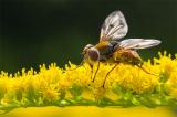 .604_6528-Breitflueglige-Raupenfliege.jpg