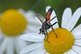 .Cylindromyia_brassicaria_Flugplatzheide_PS.jpg