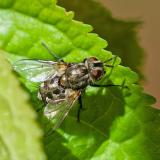149117694Fruehe_Laubwald-RaupenfliegeSmidtia_conspersa2026-04-23Friedberg-PS.jpg
