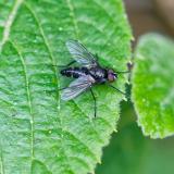 151367060WeissbindigeAnthrazit-RaupenfliegeGastrolepta_anthracina2026-05-12NSGStawaA-PS.jpg