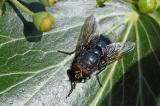 .Blaue-Schmeissfliege-_Calliphora-vicina_-auf-Efeu-Stadt-Augsburg-PS.jpg