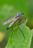 91599533SchwarzfuessigeSchnepfenfliegeRhagio-vitripennisLech-Koe-A2024-05-24-PS.jpg