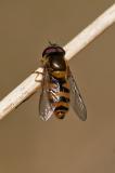 114682138Epistrophe-ochrostomaM2025-04-19LkrAic-PS.jpg