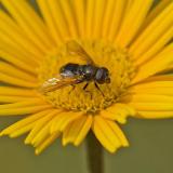 97464163Fruehlings-ErzschwebfliegeCheilosia_vernalisAic20240622-PS.jpg