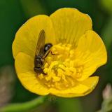 OK121385820KleineErzschwebfliegeCheilosia-paganaM2025-06-09Sylt-Morsum-Kliff-PS.jpg