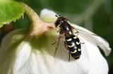 Fruehe-Grossstirnschwebfliege-_Scaeva-selenitica_-Hausgarten-Augsburg-PS.jpg