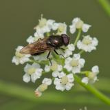 OK103015475Gelbfluegel-ErzschwebfliegeCheilosia-impressaM2024-07-24NSGKissH-PS.jpg