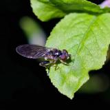 149041397GemeineSchattenschwebfliegeBaccha-elongata-150-PS.jpg