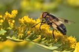 700_4501-Gemeine-Waldschwebfliege.jpg