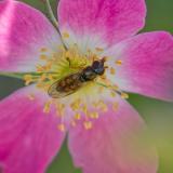 OK95486025Gemeine-GrasschwebfliegeMelanostoma-mellinumW2024-06-28AIC-PS.jpg