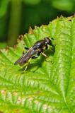 OK121649243Goldhaar-LangbauchschwebfliegeXylota-sylvarumM2025-06-11Sylt-PS.jpg