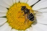 .601_9212_Mittlere_Keilfleckschwebfliege_Eristalis_nemorum.jpg