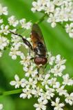 121649937Tropidia-scita2025-06-11Sylt.jpg