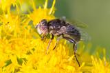 .604_2431-Matte-Faulschlammschwebfliege-_Eristalinus-sepulchralis_.jpg