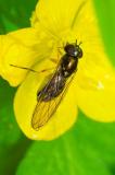 OK121648074MatteSchwarzkopf-SchwebfliegeMelanostoma-scalareWSylt-PS.jpg