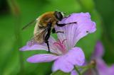 .5-Merodon-equestris-Gemeine-Narzissenschwebfliege-PS.jpg