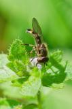 114546128Platycheirus-scutatusM250419PE-PS.jpg