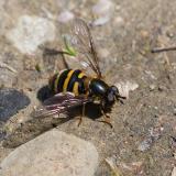 114681774Megasyrphus-erraticusW2025-04-19LkrAic-PS.jpg