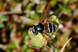 .12-Weissband-Torfschwebfliege-Sericomyia-lappona-PS.jpg