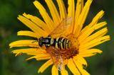 .Chrysotoxum-Art-Wespenschwebfliege-cf-PS.jpg