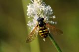 .19-Gemeine-Wespenschwebfliege-Chrysotoxum-cautum-bea.jpg