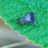 149604105Rhamphomyia_marginata2026-04-30WNSGStawaA-PS.jpg
