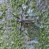 114545147TanzfliegenartRhamphomyia-spec-PS.jpg