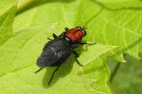 Rotruecken-Waffenfliege-Clitellaria-ephippium-PS.jpg