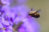 ._DC44815Gefleckter-Wollschweber_Bombylius-discolor_12_04_2022_Augsburg-Oberhausen_Wertach_Robert_Thierbach-PS.jpg