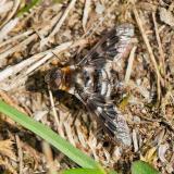 OK122565141Thyridanthrax-fenestratus2025-06-16NM-Sylt-PS.jpg
