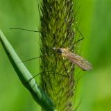 Pediciidae 149494097Tricyphona_immaculata2026_04-27Friedberg-PS.jpg
