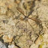 113960204Tipula_couckei2025-04-14NSGStadtwaldA.jpg