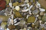 Dreikantmuschel-_Dreissena-polymorpha_-Lech-Augsburg--_2_-PS.jpg