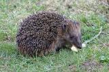 001_3051-Igel.jpg