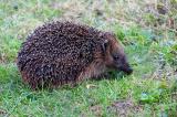 001_3050-Igel.jpg