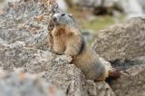 .Marmota-marmota-Alpenmurmeltier-2-PS-2.jpg