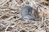 Waldmaus 151368192Waldmauspodemus_sylvaticus2026-05-12NSGStawaA-PS.jpg