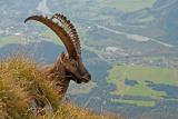 .Alpensteinbock-(Capra-ibex)-Saeuling-3.10.-PS.jpg