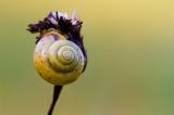 .700_4654-Schnecke.jpg