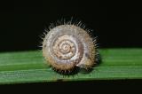 .Gemeine-Haarschnecke-_Trochulus-hispidus_-Lechauen-PS.jpg