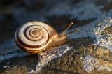 P2310458-Gemeine-Heideschnecke-PS.jpg