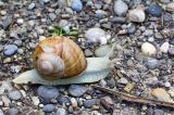 604_1896-Weinbergschnecke.jpg