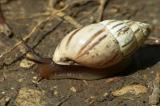 .P1440831-Weisse-Vielfrassschnecke-PS.jpg