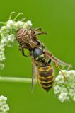 96344408BuschkrabbenspinneunbestXysticus_specBeuteNSGKissBeute20240704-PS.jpg