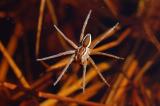 .Dolomedes-fimbriatus-Gerandete-Jagdspinne-Wasser-Pfaffenwinkel.jpg