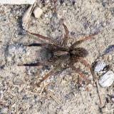 112638936Gewoehnlicher_NachtwolfTrochosa_terricola2025-03-22AIC-PS.jpg