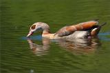 .709_3056-Nilgans.jpg