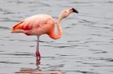 .709_9603-Chileflamingo.jpg