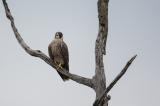 .Wanderfalke-(Falco-peregrinus)-PS.jpg